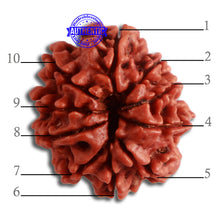 Load image into Gallery viewer, 10 Mukhi Nepalese Rudraksha - Bead No 327