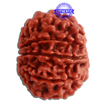 Load image into Gallery viewer, 10 Mukhi Nepalese Rudraksha - Bead No 327