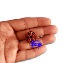 Load image into Gallery viewer, 10 Mukhi Nepalese Rudraksha - Bead No. 328