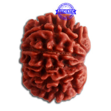 Load image into Gallery viewer, 10 Mukhi Nepalese Rudraksha - Bead No. 328