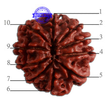 Load image into Gallery viewer, 10 Mukhi Nepalese Rudraksha - Bead No. 329