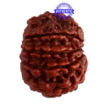 Load image into Gallery viewer, 10 Mukhi Nepalese Rudraksha - Bead No. 329