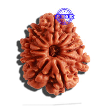 Load image into Gallery viewer, 10 Mukhi Nepalese Rudraksha - Bead No 330