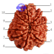Load image into Gallery viewer, 10 Mukhi Nepalese Rudraksha - Bead No 330