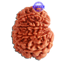 Load image into Gallery viewer, 10 Mukhi Nepalese Rudraksha - Bead No 330