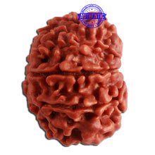 Load image into Gallery viewer, 10 Mukhi Nepalese Rudraksha - Bead No. 331