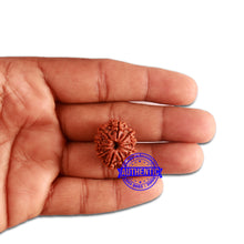 Load image into Gallery viewer, 10 Mukhi Nepalese Rudraksha - Bead No. 334