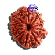 Load image into Gallery viewer, 10 Mukhi Nepalese Rudraksha - Bead No. 334