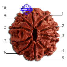 Load image into Gallery viewer, 10 Mukhi Nepalese Rudraksha - Bead No. 335