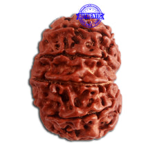 Load image into Gallery viewer, 10 Mukhi Nepalese Rudraksha - Bead No. 335