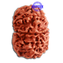 Load image into Gallery viewer, 10 Mukhi Nepalese Rudraksha - Bead No 338