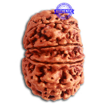 Load image into Gallery viewer, 10 Mukhi Nepalese Rudraksha - Bead No. 339
