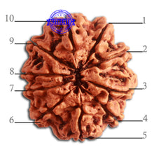 Load image into Gallery viewer, 10 Mukhi Nepalese Rudraksha - Bead No. 340