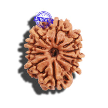 Load image into Gallery viewer, 10 Mukhi Nepalese Rudraksha - Bead No 6
