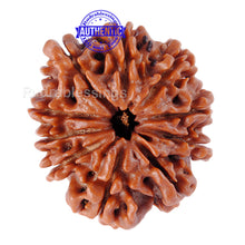 Load image into Gallery viewer, 10 Mukhi Nepalese Rudraksha - Bead No. 68