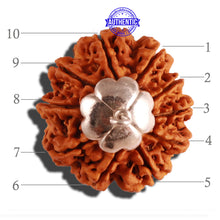 Load image into Gallery viewer, 10 Mukhi Nepalese Rudraksha - Bead No. 7