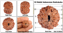 Load image into Gallery viewer, 10 Mukhi Rudraksha from Indonesia - Bead No. 80