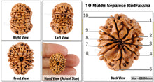 Load image into Gallery viewer, 10 Mukhi Nepalese Rudraksha - Bead No. 88