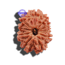 Load image into Gallery viewer, 10 Mukhi Nepalese Rudraksha - Bead No 9