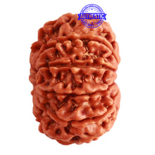 Load image into Gallery viewer, 10 Mukhi Nepalese Rudraksha - Bead No. 320