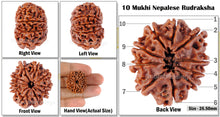 Load image into Gallery viewer, 10 Mukhi Nepalese Rudraksha - Bead No. 68