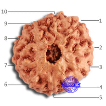 Load image into Gallery viewer, 10 Mukhi Rudraksha from Indonesia - Bead No. 100