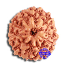 Load image into Gallery viewer, 10 Mukhi Rudraksha from Indonesia - Bead No. 100