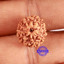 Load image into Gallery viewer, 10 Mukhi Rudraksha from Indonesia - Bead No. 100