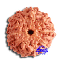 Load image into Gallery viewer, 10 Mukhi Rudraksha from Indonesia - Bead No. 12