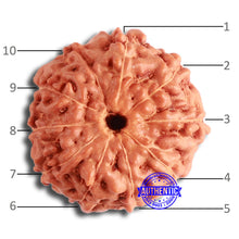 Load image into Gallery viewer, 10 Mukhi Rudraksha from Indonesia - Bead No. 12
