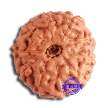 Load image into Gallery viewer, 10 Mukhi Rudraksha from Indonesia - Bead No. 13
