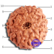 Load image into Gallery viewer, 10 Mukhi Rudraksha from Indonesia - Bead No. 13