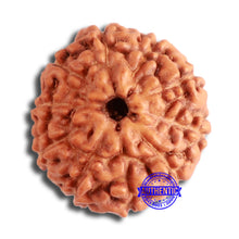 Load image into Gallery viewer, 10 Mukhi Rudraksha from Indonesia - Bead No. 13