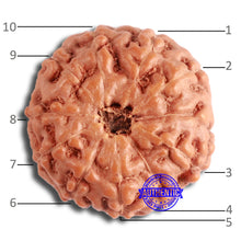 Load image into Gallery viewer, 10 Mukhi Rudraksha from Indonesia - Bead No. 154