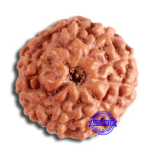 Load image into Gallery viewer, 10 Mukhi Rudraksha from Indonesia - Bead No. 154