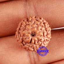 Load image into Gallery viewer, 10 Mukhi Rudraksha from Indonesia - Bead No. 154