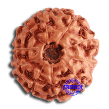 Load image into Gallery viewer, 10 Mukhi Rudraksha from Indonesia - Bead No. 196