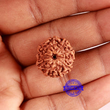 Load image into Gallery viewer, 10 Mukhi Rudraksha from Indonesia - Bead No. 196