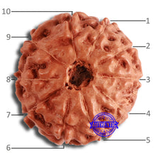 Load image into Gallery viewer, 10 Mukhi Rudraksha from Indonesia - Bead No. 197