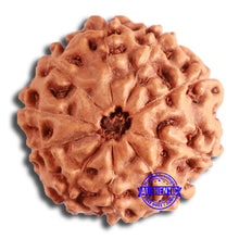 Load image into Gallery viewer, 10 Mukhi Rudraksha from Indonesia - Bead No. 198