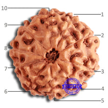 Load image into Gallery viewer, 10 Mukhi Rudraksha from Indonesia - Bead No. 198
