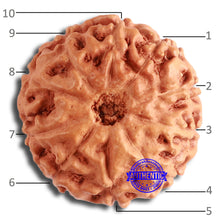 Load image into Gallery viewer, 10 Mukhi Rudraksha from Indonesia - Bead No. 199