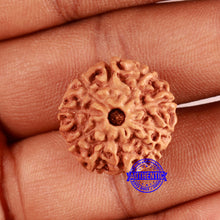 Load image into Gallery viewer, 10 Mukhi Rudraksha from Indonesia - Bead No. 199