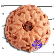 Load image into Gallery viewer, 10 Mukhi Rudraksha from Indonesia - Bead No. 200