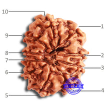 Load image into Gallery viewer, 10 Mukhi Nepalese Rudraksha - Bead No 351