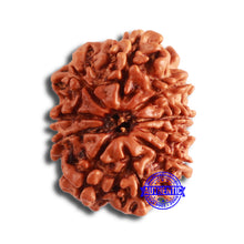 Load image into Gallery viewer, 10 Mukhi Nepalese Rudraksha - Bead No 351