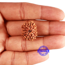 Load image into Gallery viewer, 10 Mukhi Nepalese Rudraksha - Bead No 351