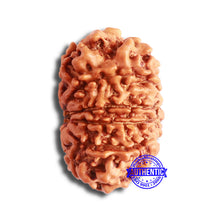 Load image into Gallery viewer, 10 Mukhi Nepalese Rudraksha - Bead No 351