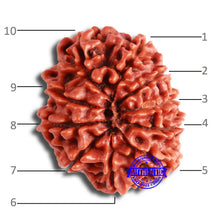 Load image into Gallery viewer, 10 Mukhi Nepalese Rudraksha - Bead No 354