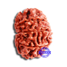 Load image into Gallery viewer, 10 Mukhi Nepalese Rudraksha - Bead No 354